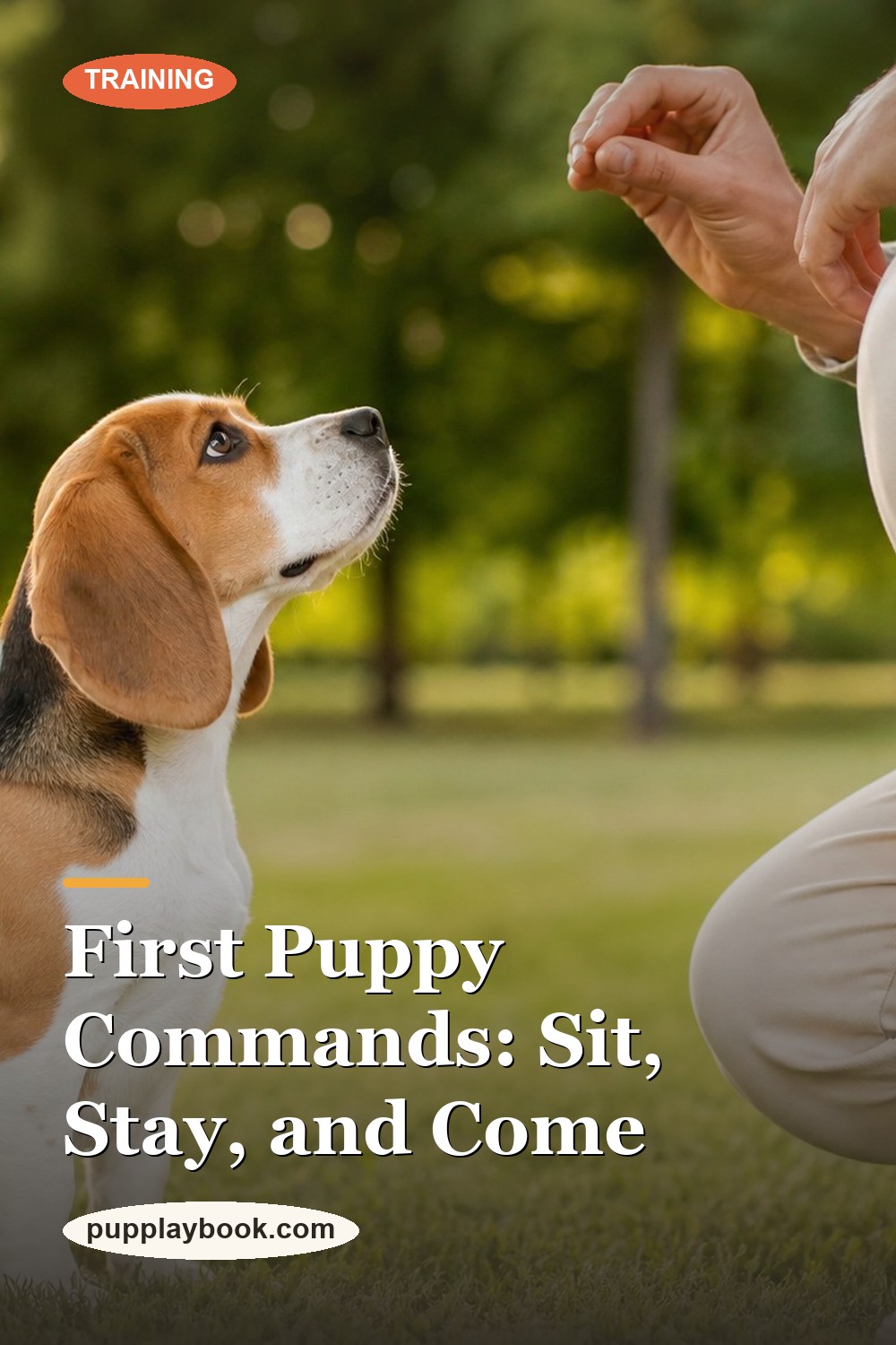 5 Basic Commands to Teach Your Puppy (Sit, Stay, Come & More)